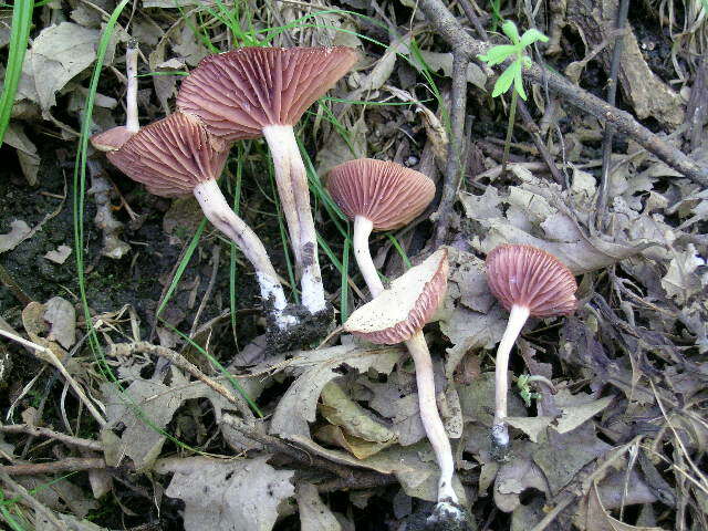 Image of Laccaria laccata