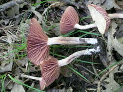 Image of Laccaria laccata