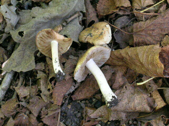 Sivun Inocybe pyriodora (Pers.) P. Kumm. 1871 kuva