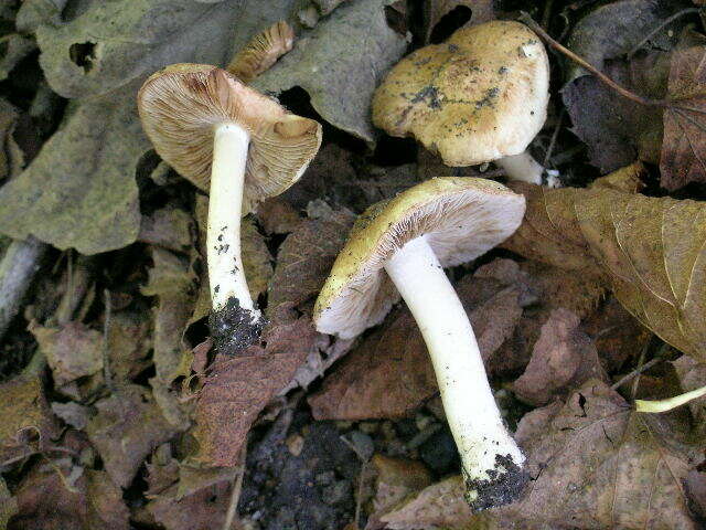 Sivun Inocybe pyriodora (Pers.) P. Kumm. 1871 kuva