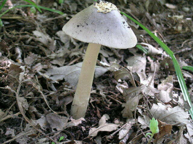 Image of Amanita vaginata (Bull.) Lam. 1783