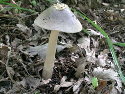 Image of Amanita vaginata (Bull.) Lam. 1783