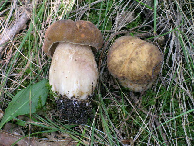 Sivun Boletus nobilissimus Both & R. Riedel 2000 kuva