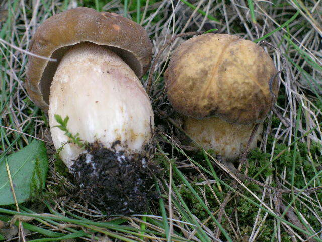 Sivun Boletus nobilissimus Both & R. Riedel 2000 kuva