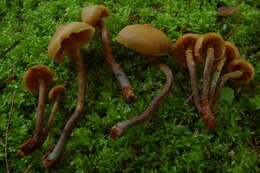 Plancia ëd Galerina