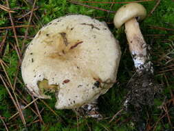 Image of Suillus cf. intermedius