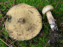 Image of Suillus cf. intermedius