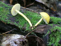 Image of Cyptotrama chrysopeplum