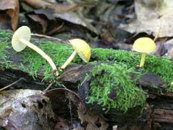 Image of Cyptotrama chrysopeplum