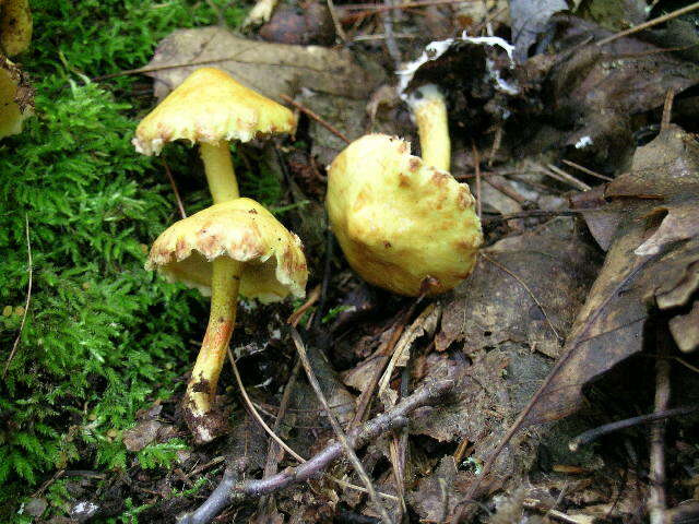 Image of Suillus americanus (Peck) Snell 1944