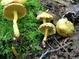 Image of Suillus americanus (Peck) Snell 1944