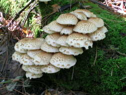 Plancia ëd Hemipholiota populnea (Pers.) Bon 1986