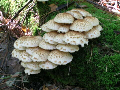 Plancia ëd Hemipholiota populnea (Pers.) Bon 1986