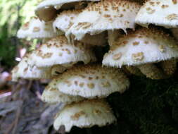 Plancia ëd Hemipholiota populnea (Pers.) Bon 1986