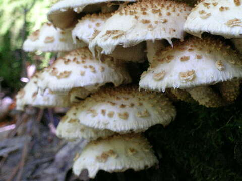 Hemipholiota populnea (Pers.) Bon 1986 resmi