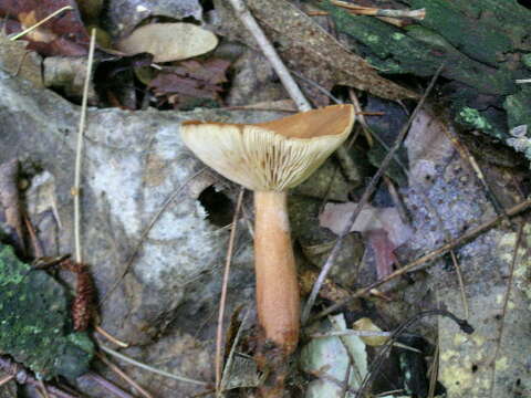 Image of Rufous Milkcap