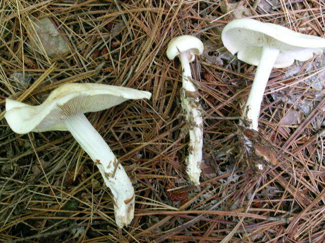 Image of Tricholoma cf. columbetta