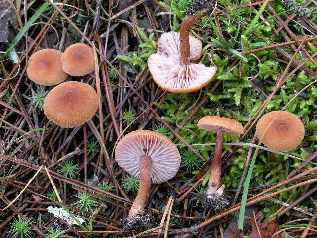 Image of Laccaria proxima (Boud.) Pat. 1887