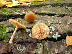 Image of Tubariaceae