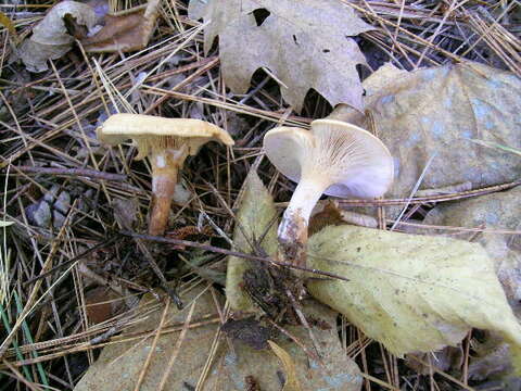 Image of Clitocybe phyllophila (Pers.) P. Kumm. 1871