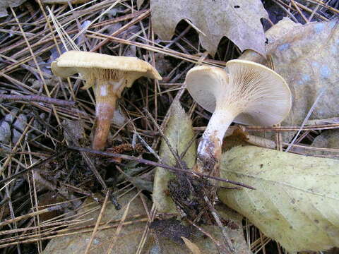 Plancia ëd Clitocybe phyllophila (Pers.) P. Kumm. 1871