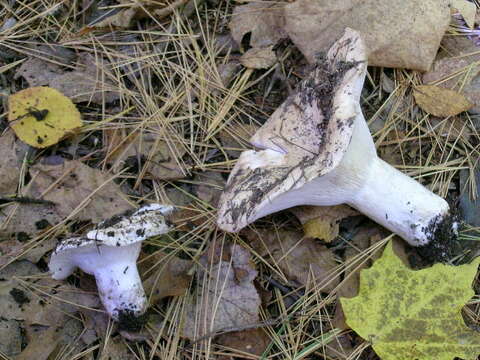 Image of Russula brevipes