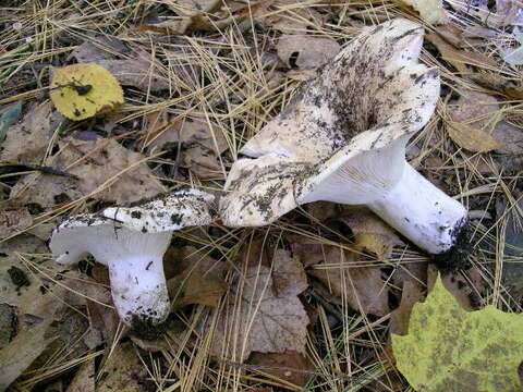 Image of Russula brevipes