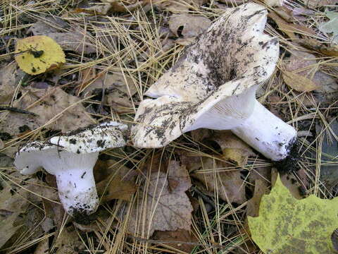 Image of Russula brevipes