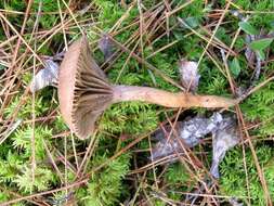 Chroogomphus ochraceus (Kauffman) O. K. Mill. 1964 resmi