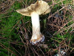 Image of Cortinarius guttatus Rob. Henry 1952