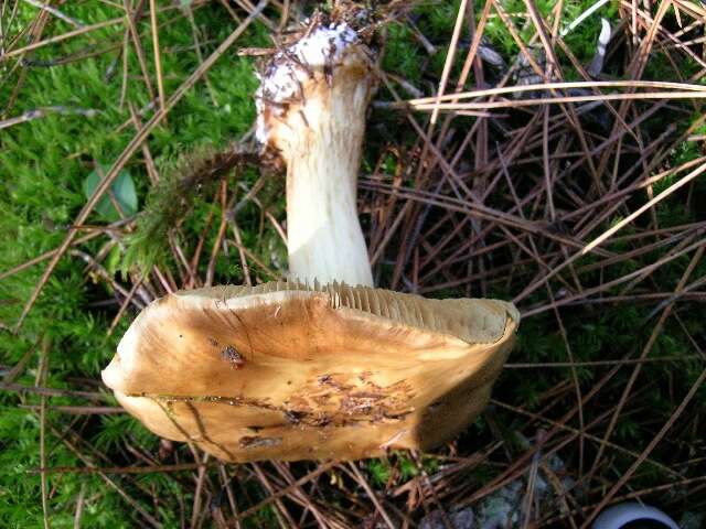 Image of Cortinarius guttatus Rob. Henry 1952