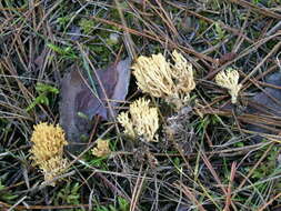 Image of Ramaria