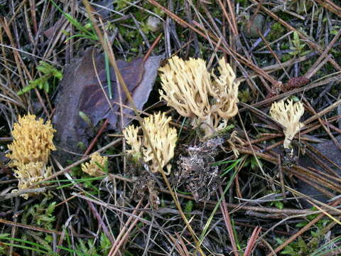 Image de Ramaria