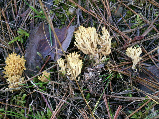 Image of Ramaria