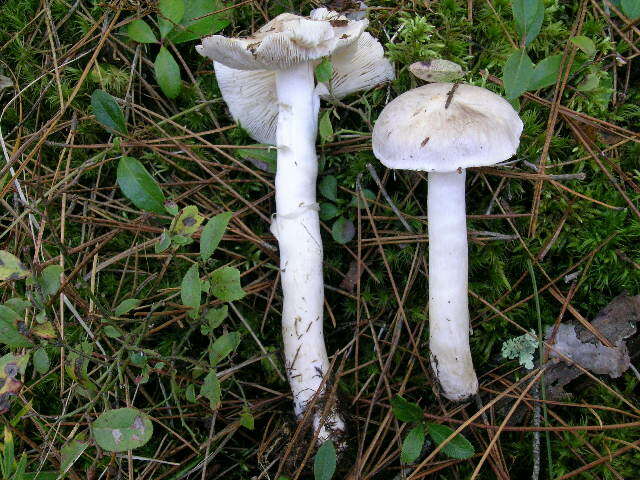 Imagem de Tricholoma virgatum (Fr.) P. Kumm. 1871