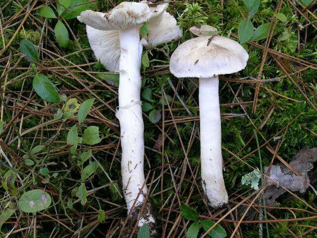 Imagem de Tricholoma virgatum (Fr.) P. Kumm. 1871