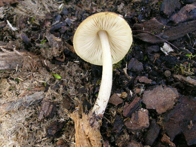 Image of Pluteus