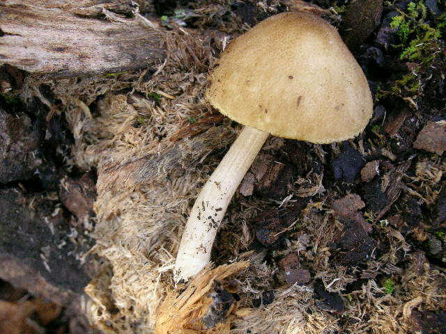 Image of Pluteus