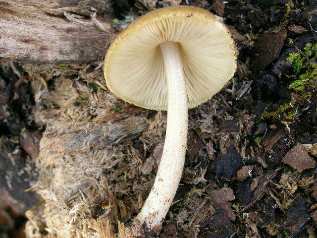 Image of Pluteus