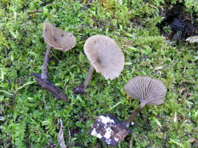 Image of Clitocybe cf. epichysium