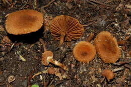 Imagem de Inocybe cf. fuscomarginata