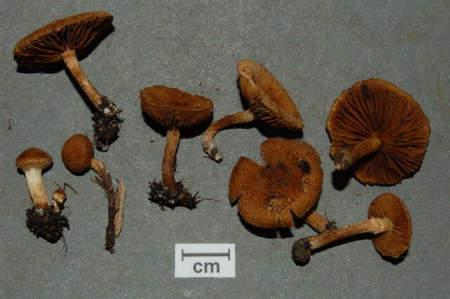 Imagem de Inocybe cf. fuscomarginata