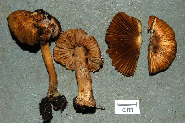 Image of Inocybe napipes J. E. Lange 1917