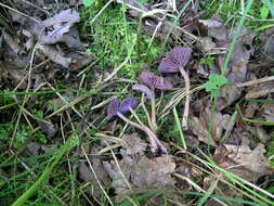 Image of Laccaria amethystina Cooke 1884