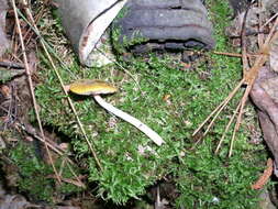 Image of Pluteus