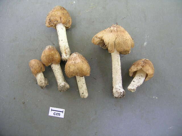 Imagem de Inocybe