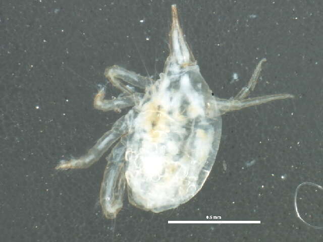 Image of snout mites