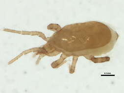 Image of Hypoaspis