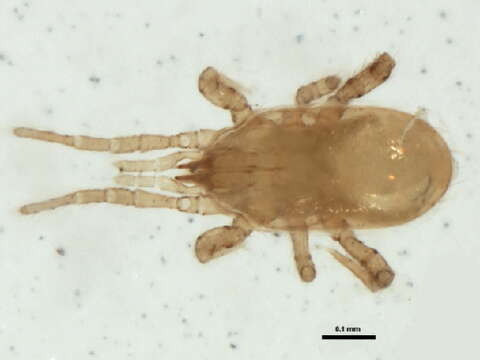 Слика од Hypoaspis