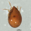 Image of Scheloribatidae Grandjean 1933